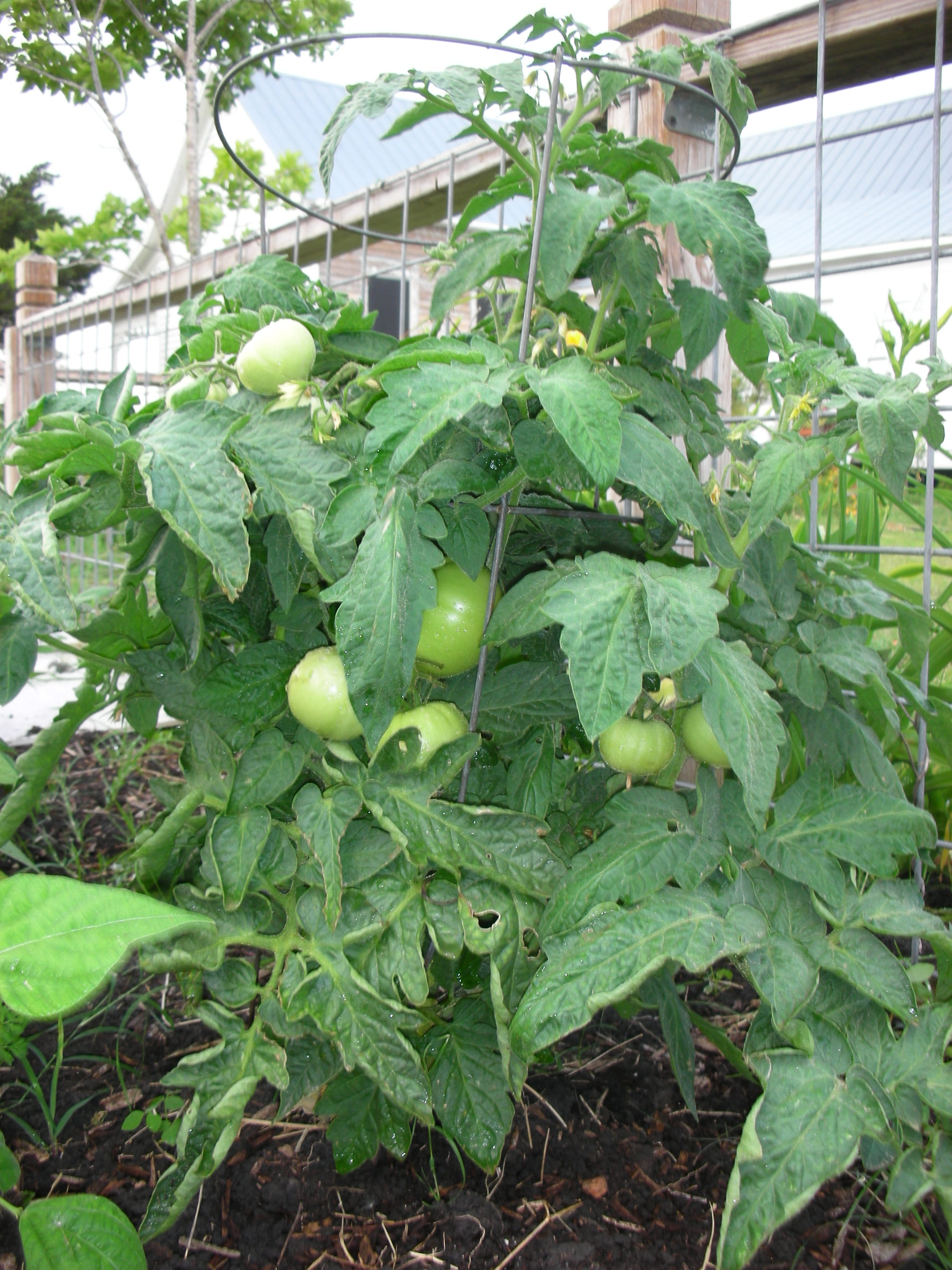 Tomatoes are energy factories fueled by sunlight. Tomato Trellises