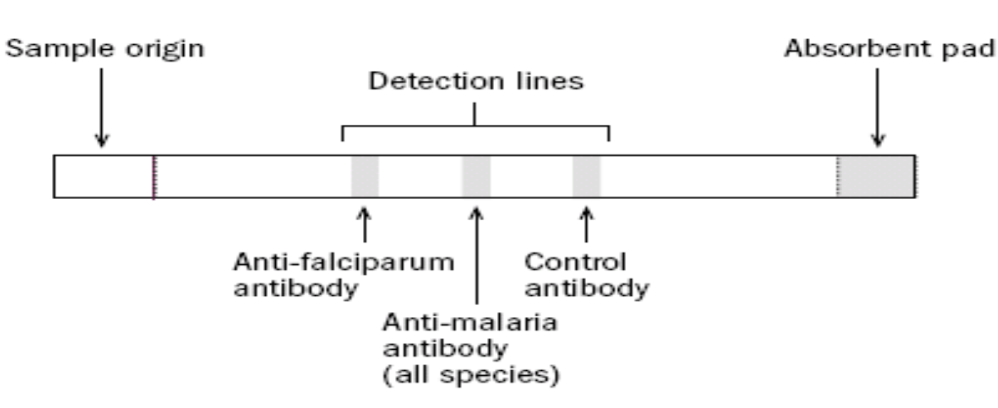 Rdts For Malaria Diagnosis Principle Results And Advantages Learn Microbiology Online
