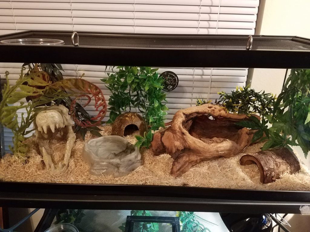 Corn snake 3 pied de long environ très manipulable gentil il a environ 1 ans 1/2 le garcon de mon conjoint ne veut plus sen occuper je trouve sa triste mes faut qu il est une autre famille qu il. Corn Snake Accessories Decorating Your Corn Snake S Terrarium