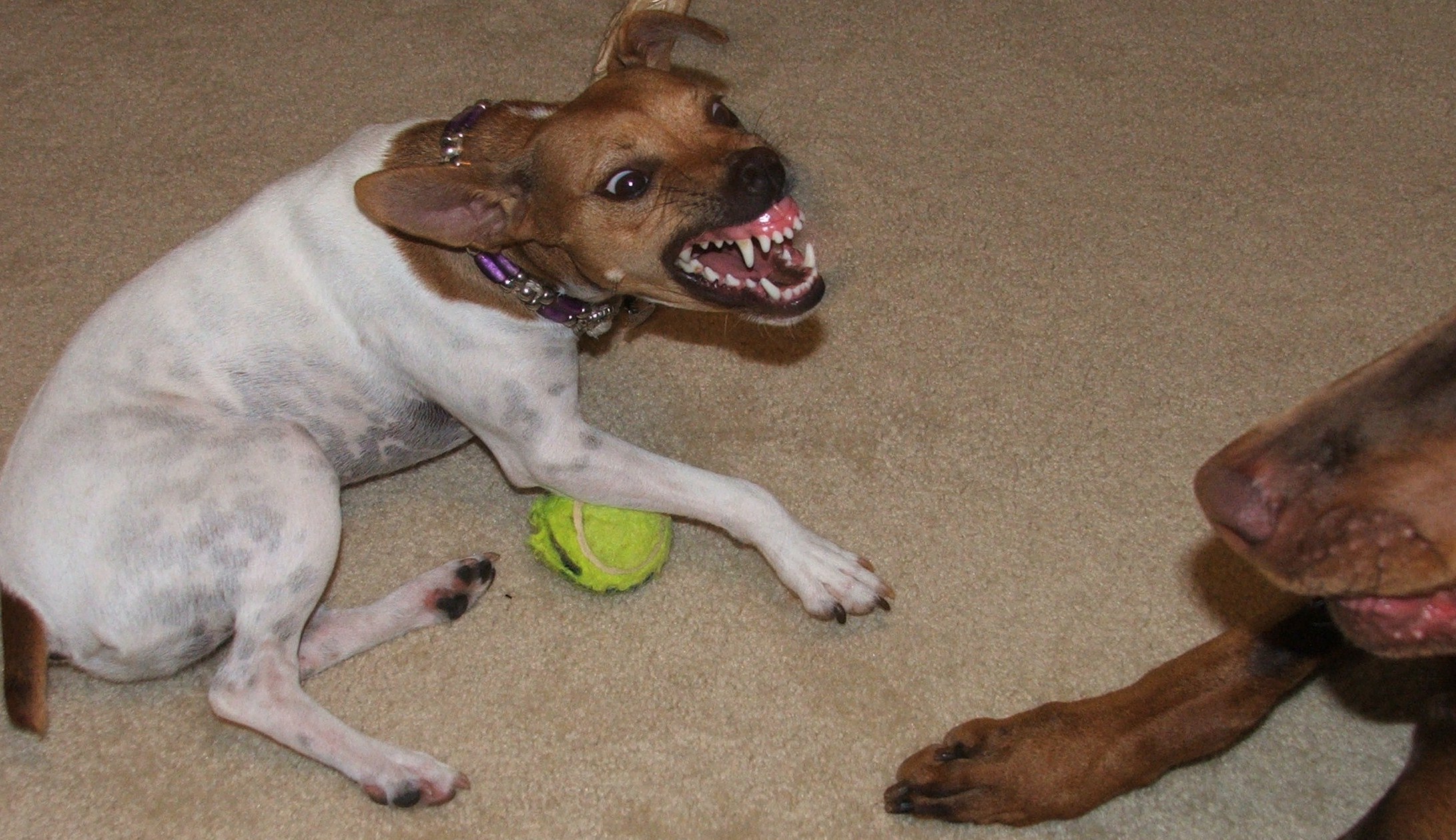 Dogs and Canines behaviour RSPCA