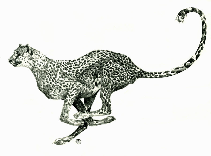 The full golden cheetah source code is. How To Draw A Cheetah Running Easy Step By Step For Beginners Rock Draw