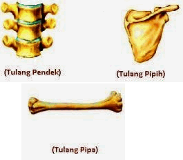 Sehingga kaki saya agak pendek sebelah dok, jika. Sistem Rangka Tubuh Manusia - RumusHitung.Com