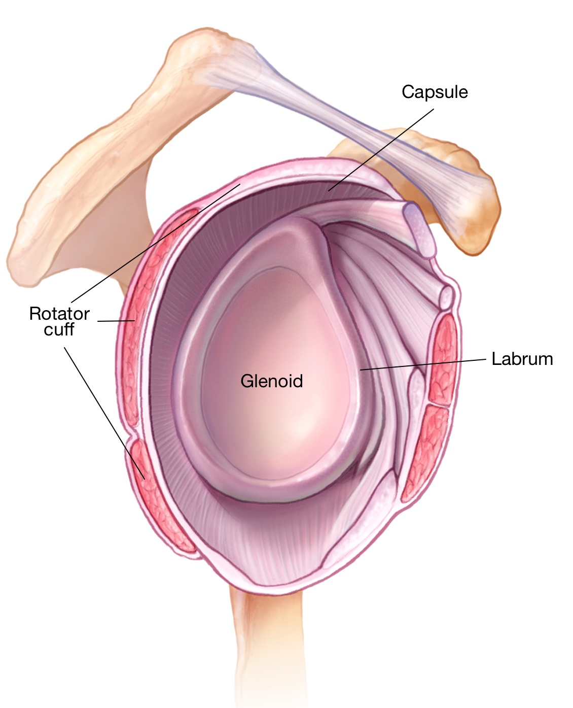 Learn vocabulary, terms and more with flashcards, games and other study tools. glenoid-labrum-capsule-and-cuff - Shoulder & Elbow