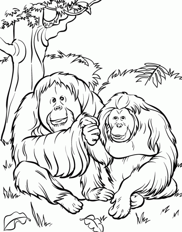 Zoo animals coloring pages printables. free printable zoo coloring pages for kids