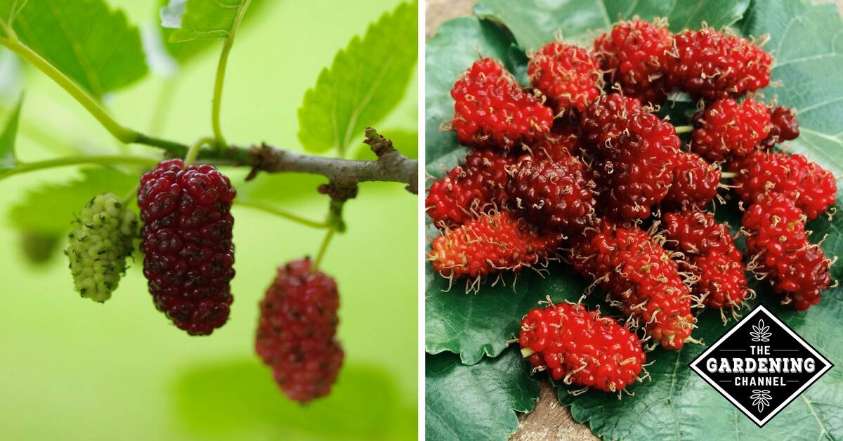Discover different maps from around the world to help determine what usda hardiness zone your country falls under. How to Grow Mulberry Trees - Gardening Channel