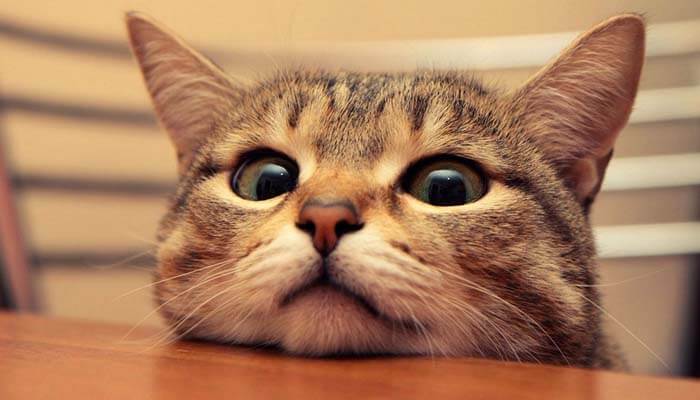 Mitos Membunuh Kucing - Islampos