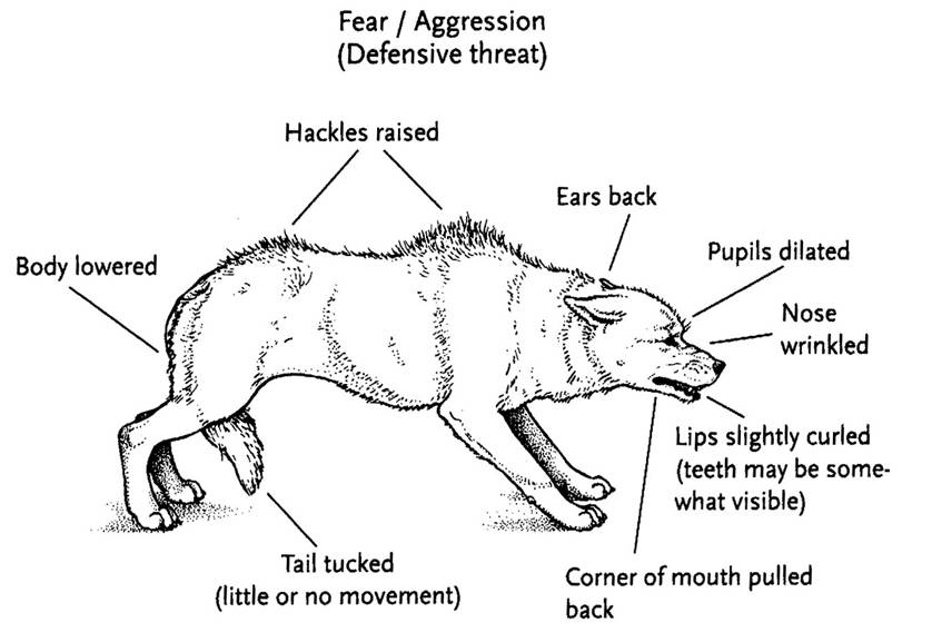 Signs of Aggression Your Dog's Friend