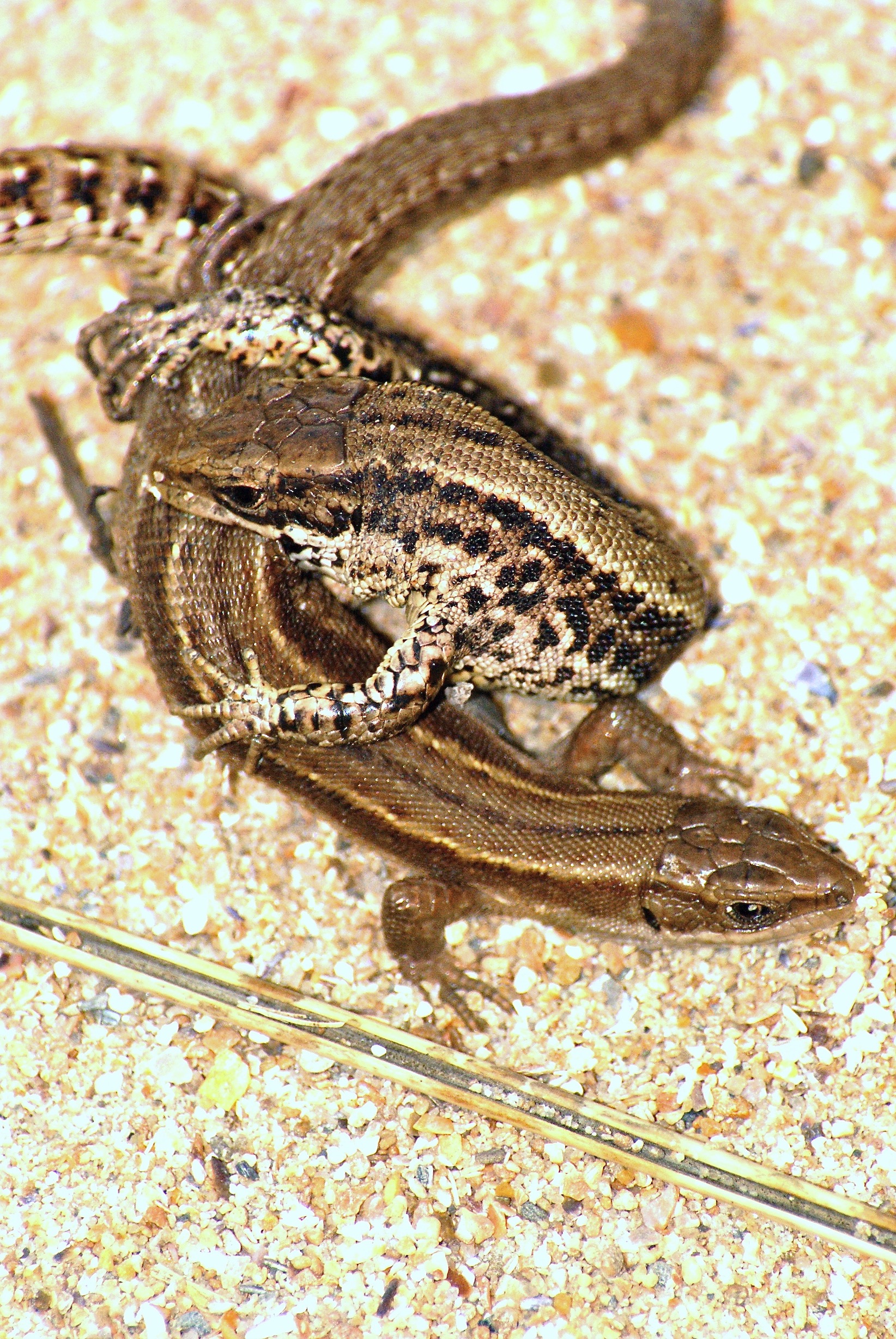 Le lézard des murailles - Quel est cet animal ?