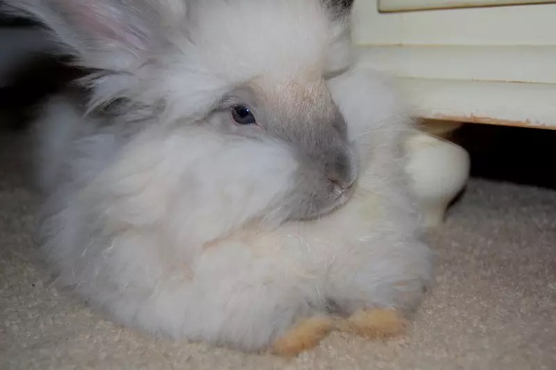 The most common type of foundation found in texas is the concrete slab foundation. How much does it cost to raise Angora rabbits?