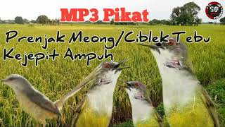 Suara Ampuh Prenjak Meong Buat Pikat Mp3 – Storymusik 180_X_320_jpg