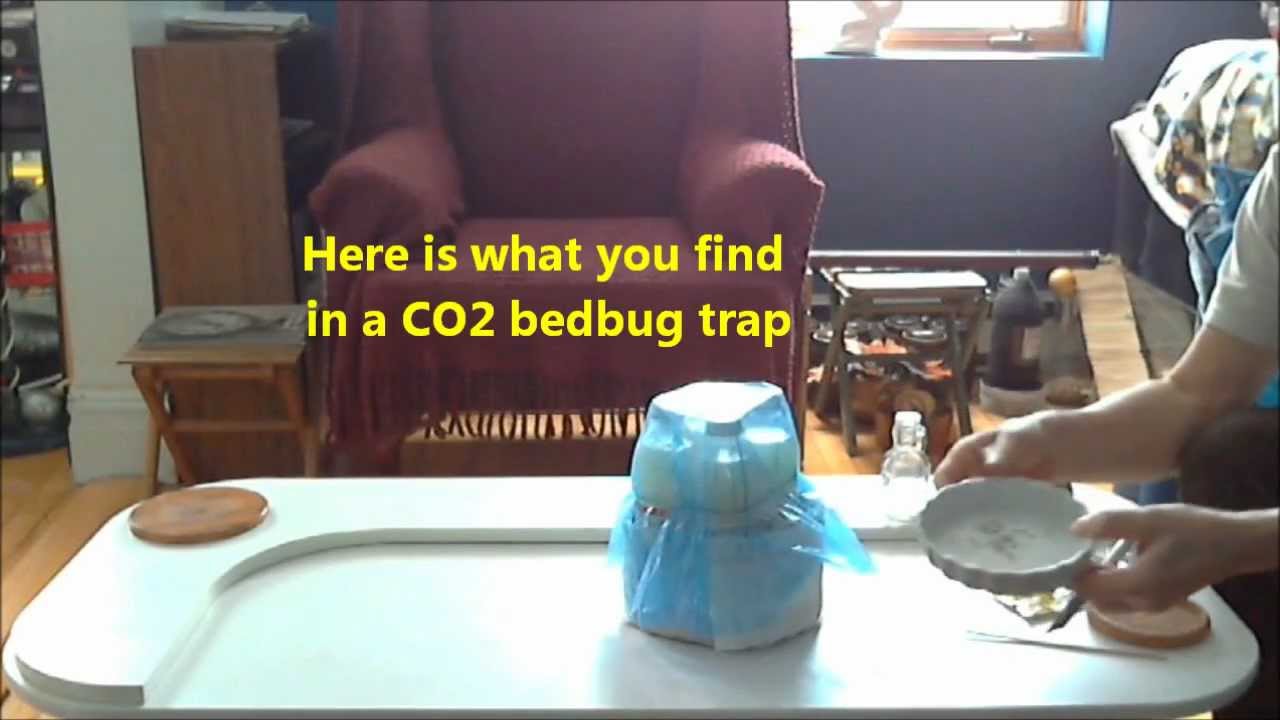 CO2 Bedbug Trap Making CO2 YouTube