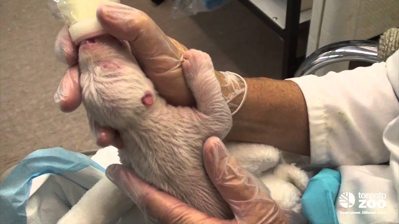 Toronto Zoo polar bear cub newborn YouTube