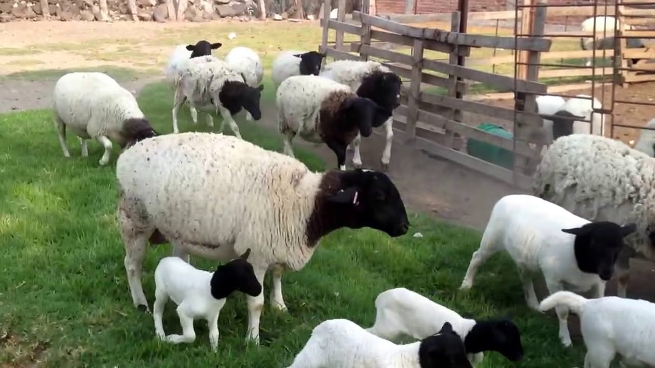 Mi Criadero de borregos dorper, hermosos borreguitos recièn nacidos