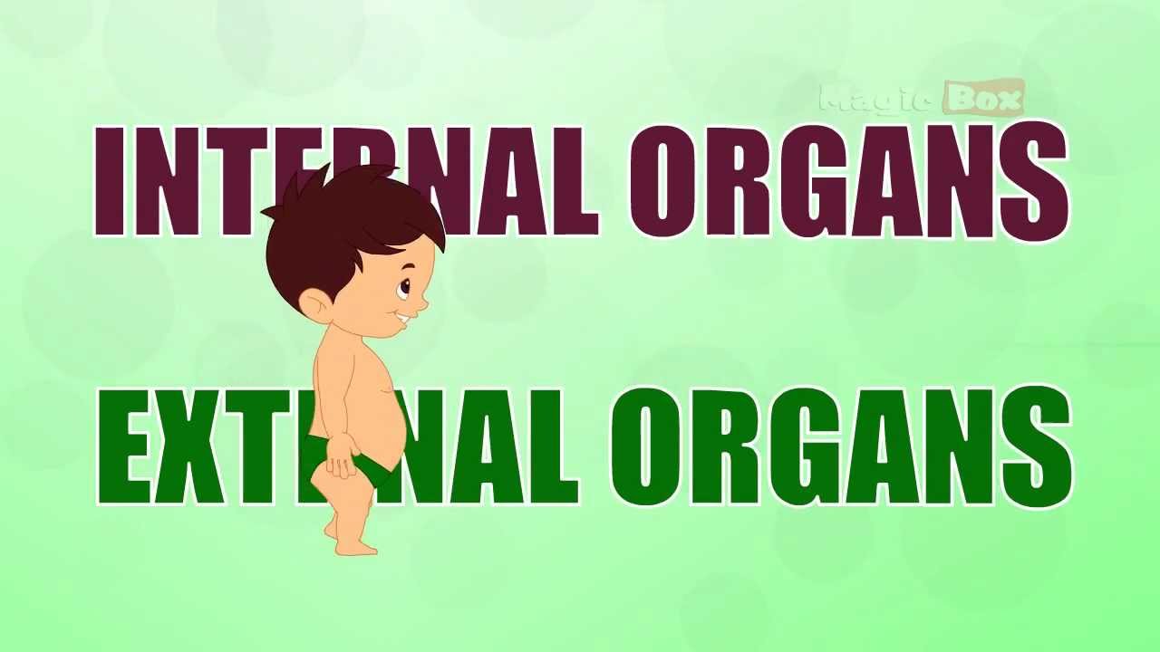 Body Parts Introduction Human Body Parts Pre School Animated Videos For Kids YouTube