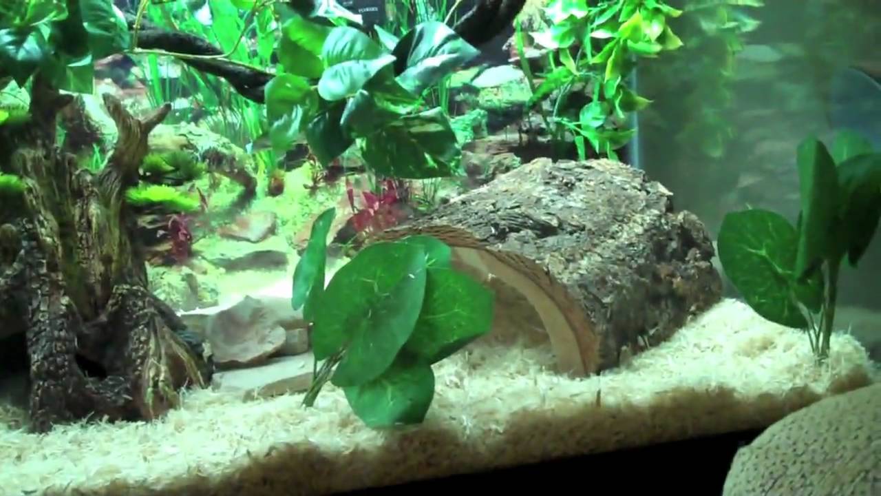 The coolest snake tank ever guaranteed YouTube