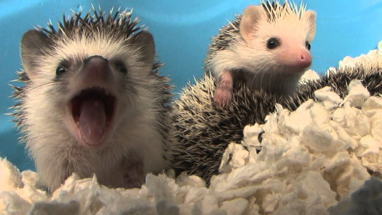Baby Hedgehog Yawns (HD) (Original) YouTube
