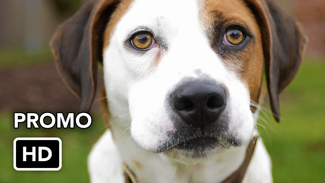 Downward Dog (ABC) "Critics" Promo HD Television Promos