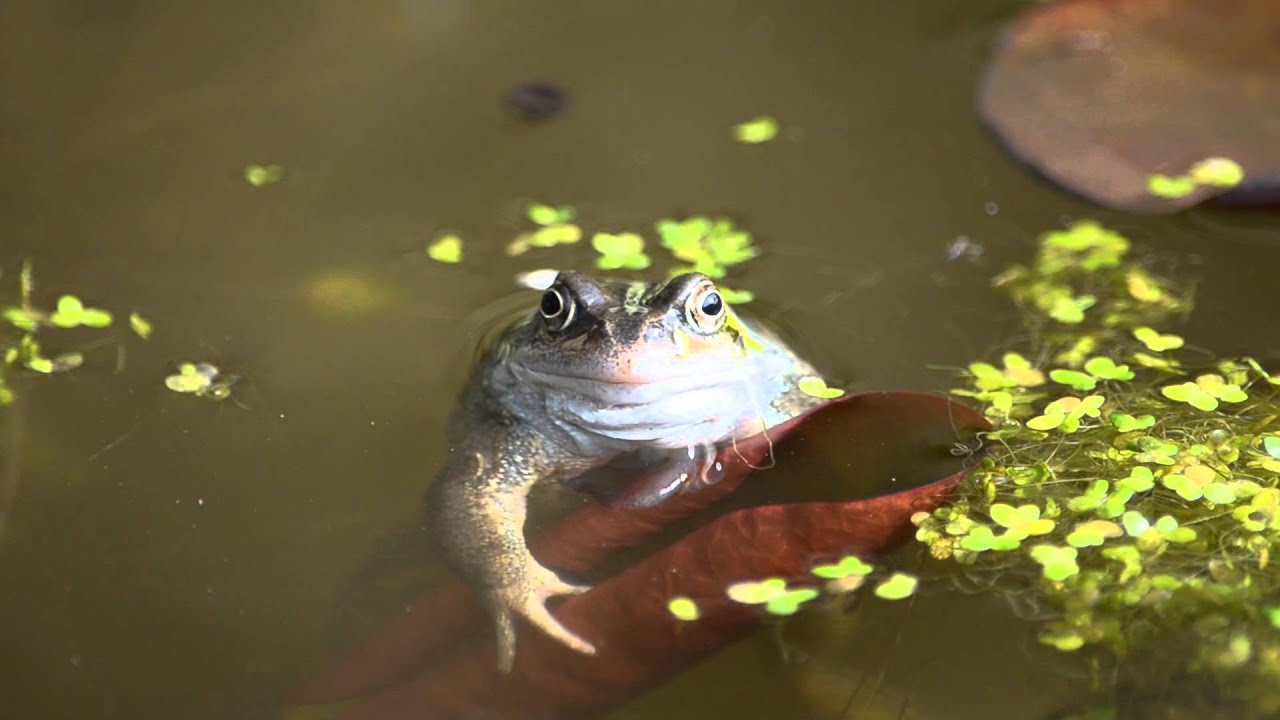 Farting Frog YouTube