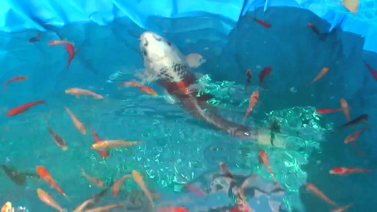 錦鯉の稚魚 YouTube