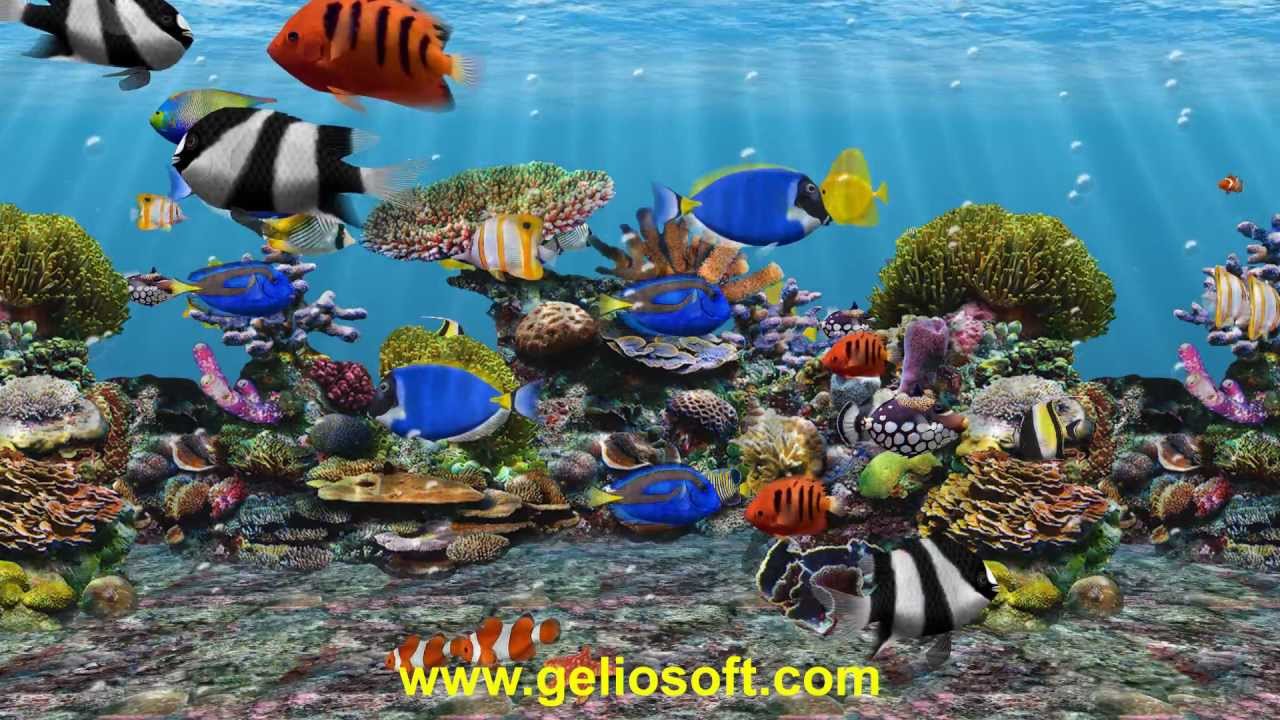 Aquarium screensaver for windows 10 rating paglean