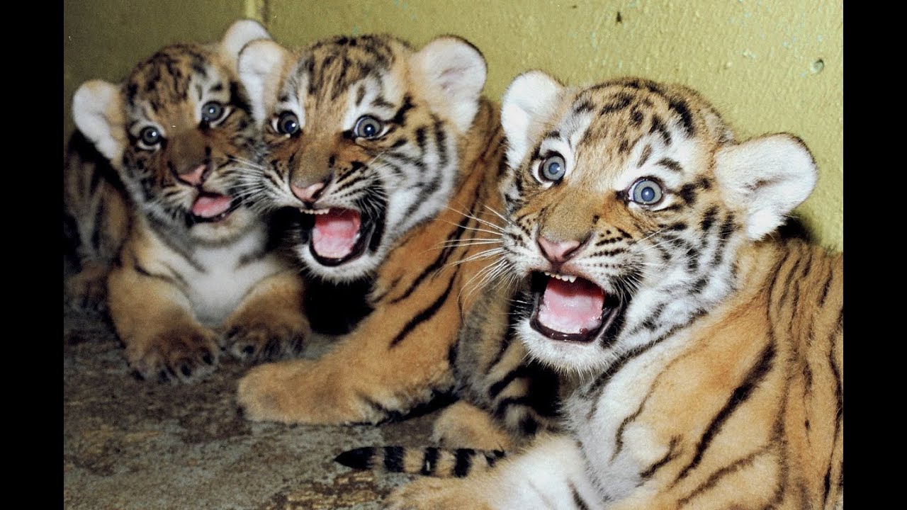 Cute newborn Tiger cubs Amazing video of Siberian tigers! YouTube