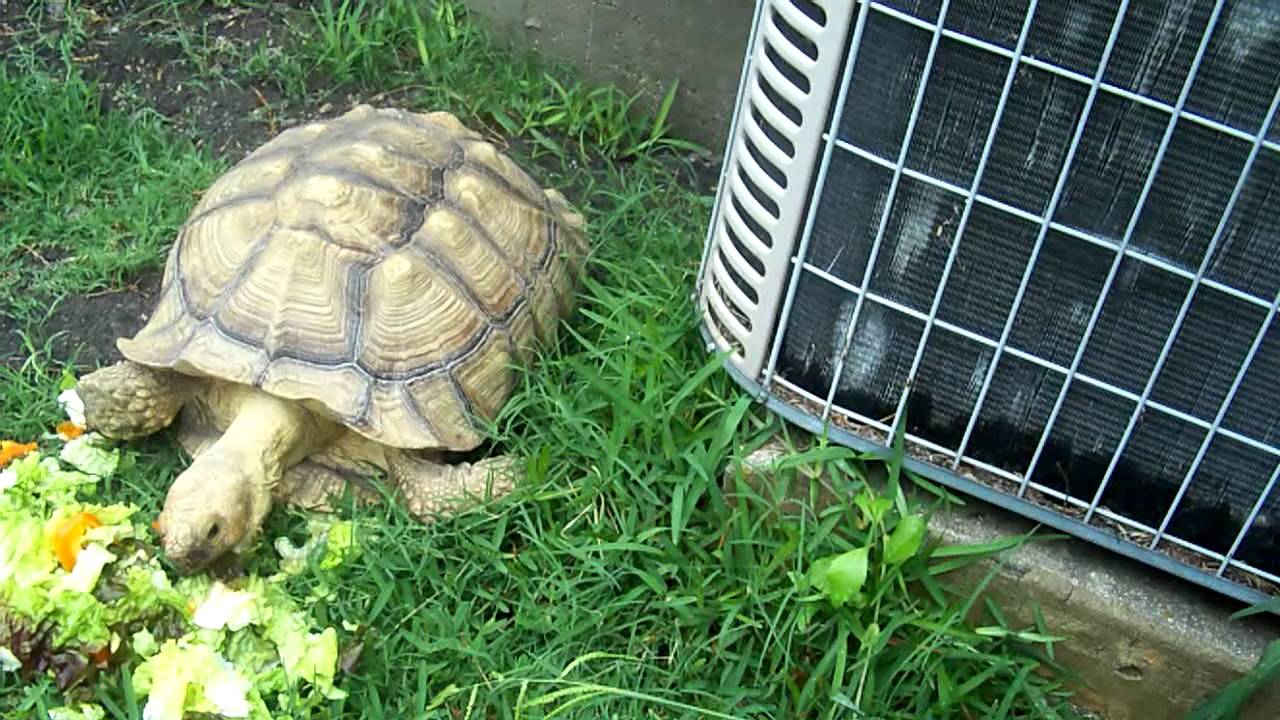 Sulcata Tortoise's First Meal At New Home YouTube