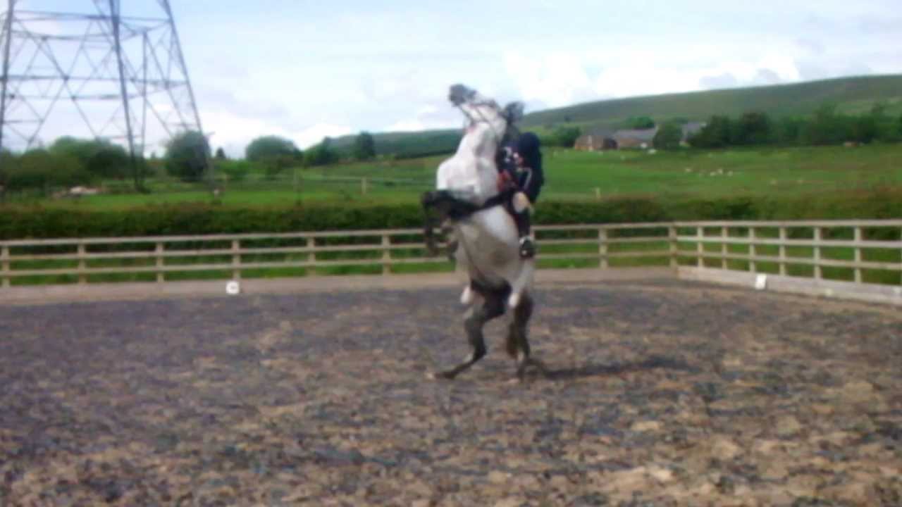Horse rears and flips over YouTube