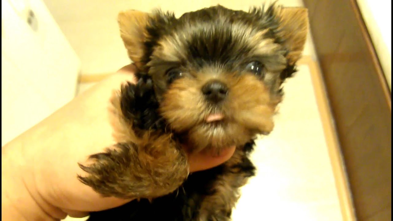 Micro teacup Yorkie puppies for sale YouTube
