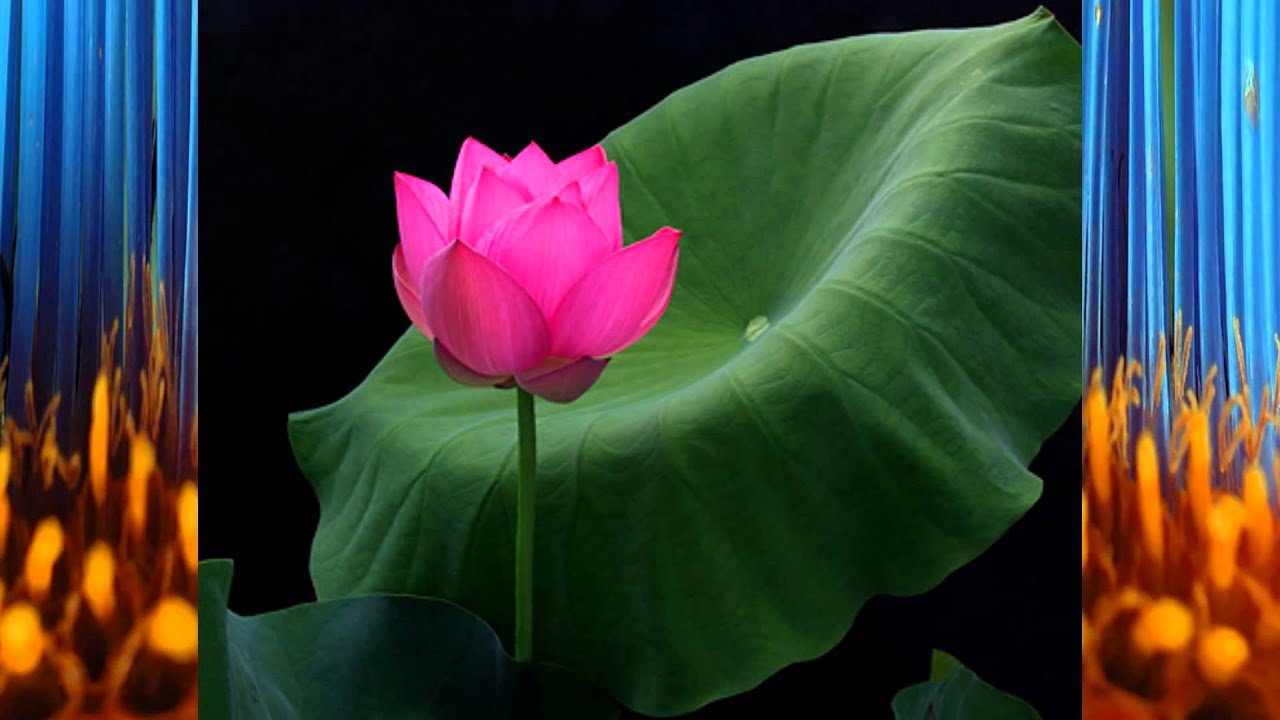 The Flower Duet Charlotte Church YouTube