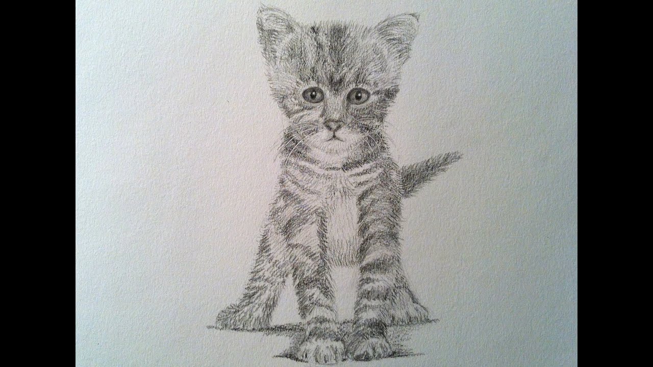 How to Draw a Realistic Cat Drawing a Kitty Cat YouTube