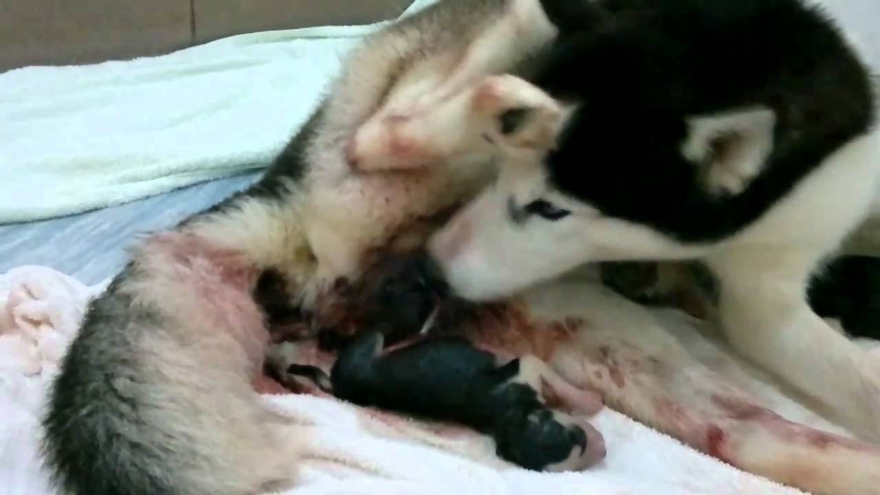 Husky born puppies.mp4 YouTube