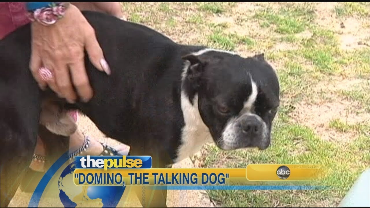 Barking Dog Says 'I Love You' YouTube