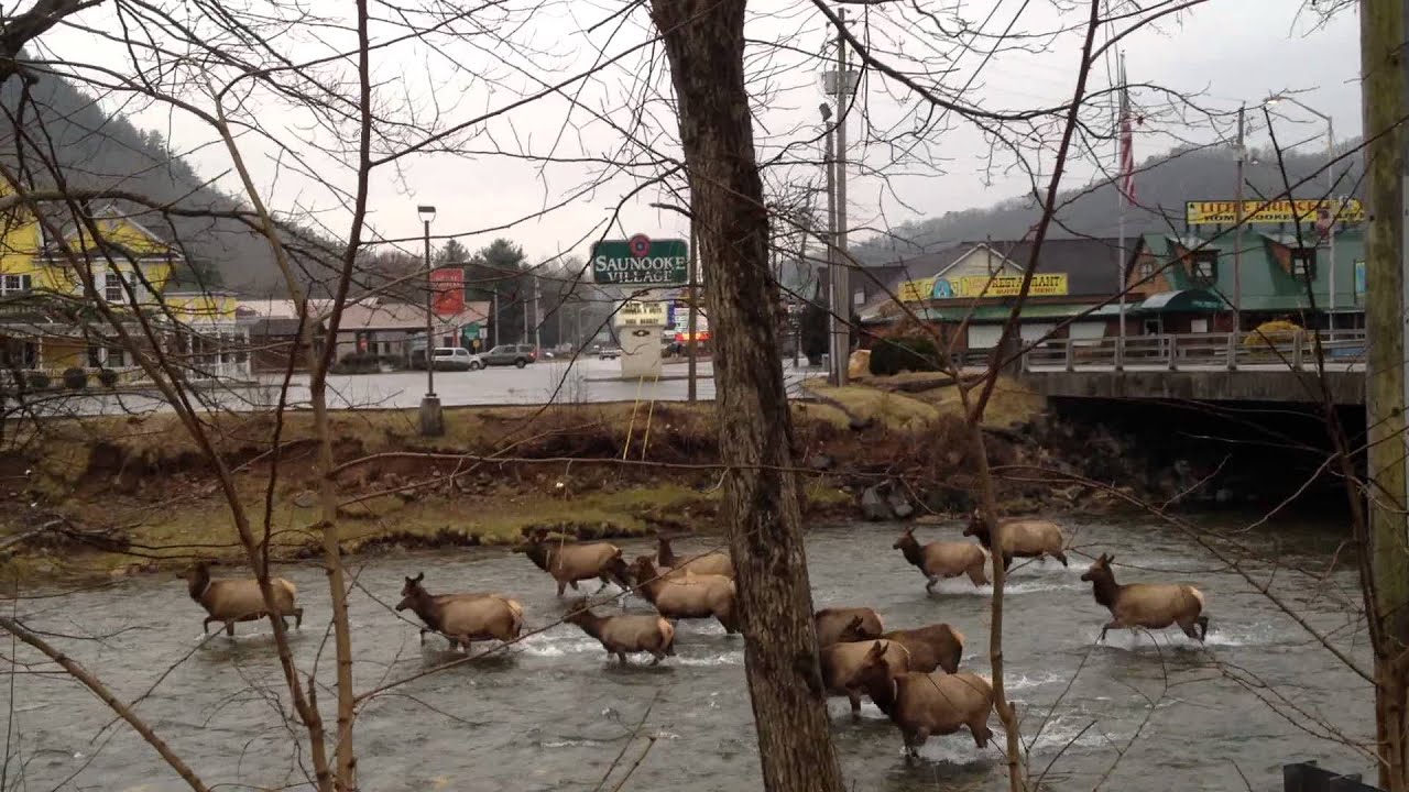 Elk In The Oconaluftee River On The Cherokee Indian Reservation YouTube