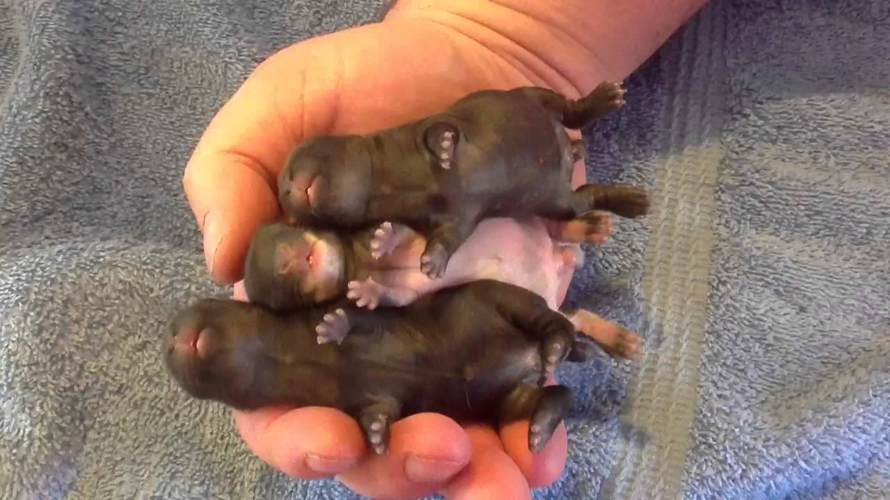 4 day old baby Netherland dwarf rabbits dreaming YouTube