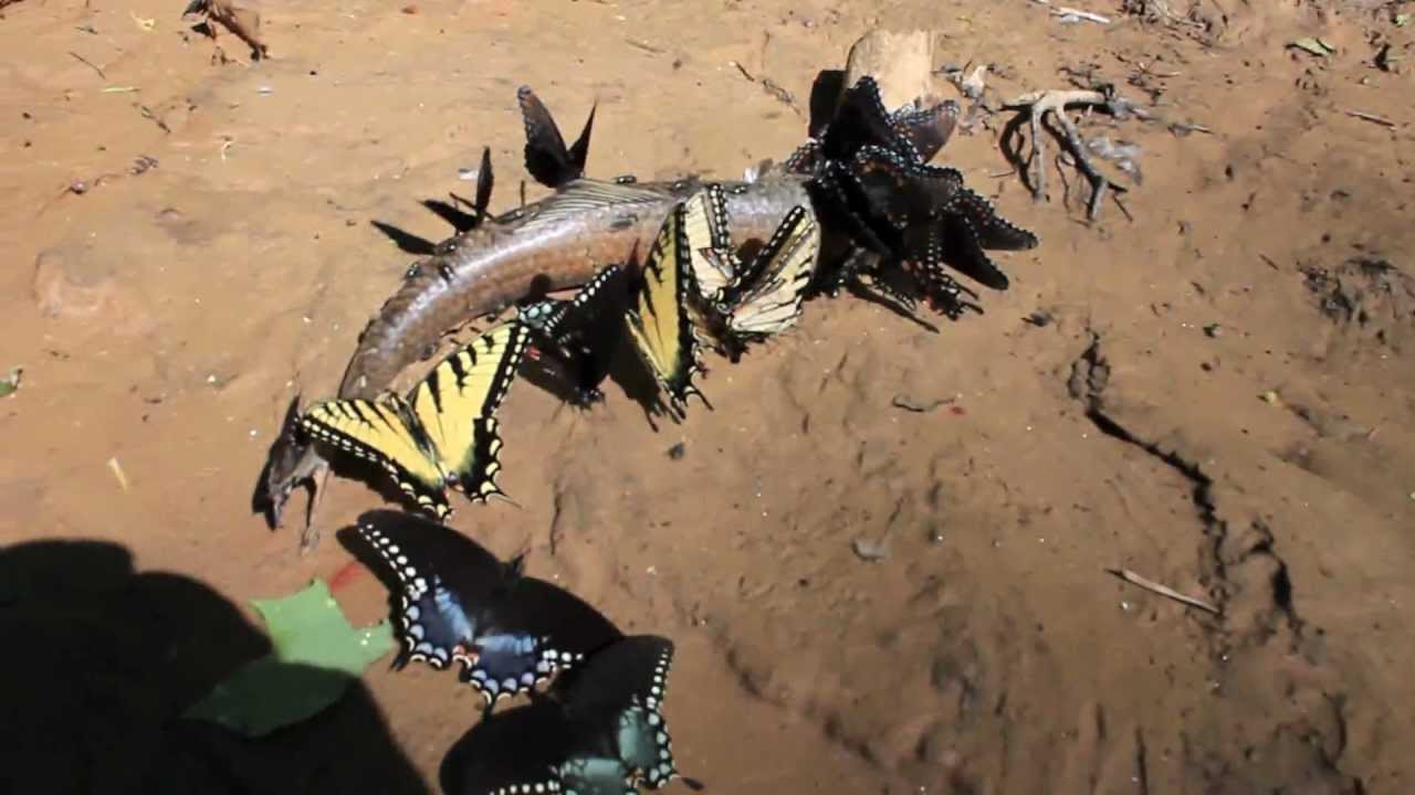 Carnivorous Scavenger Butterflies Eat a Fish "Puddling" YouTube
