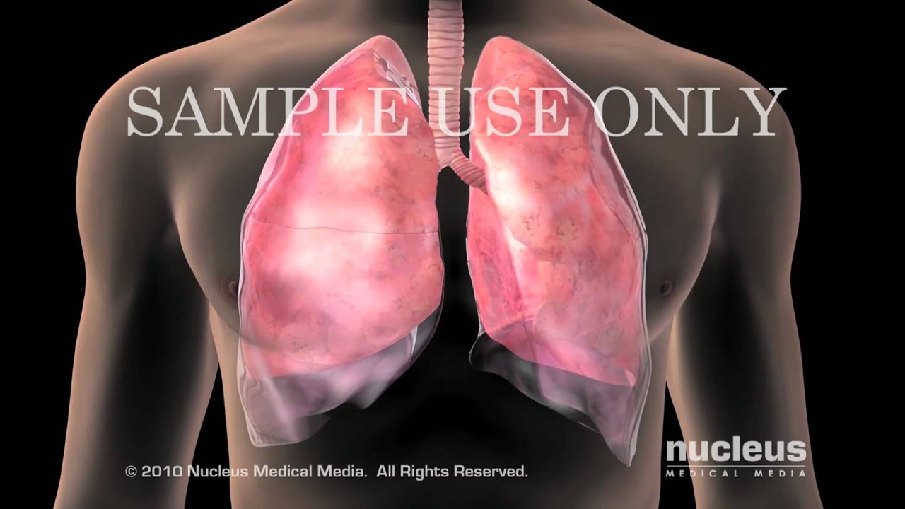 Lung Anatomy YouTube
