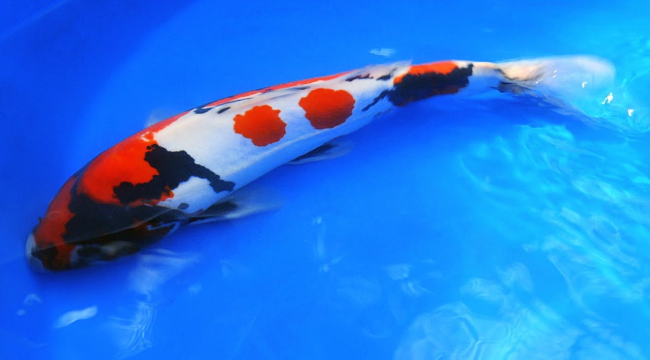 Quality Japanese Koi Amazing Showa Koi Fish from Japan Part 2 YouTube