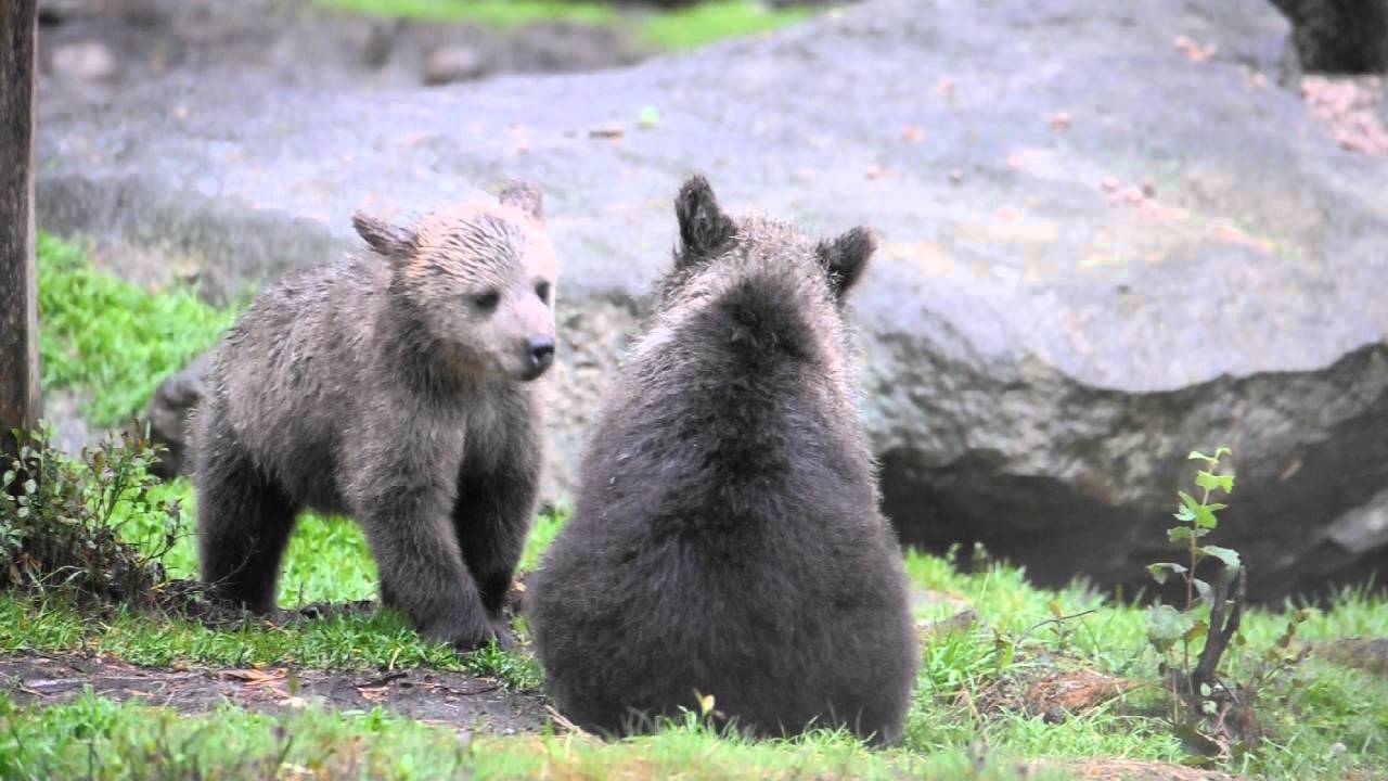 Baby Bear Cubs in Finland YouTube