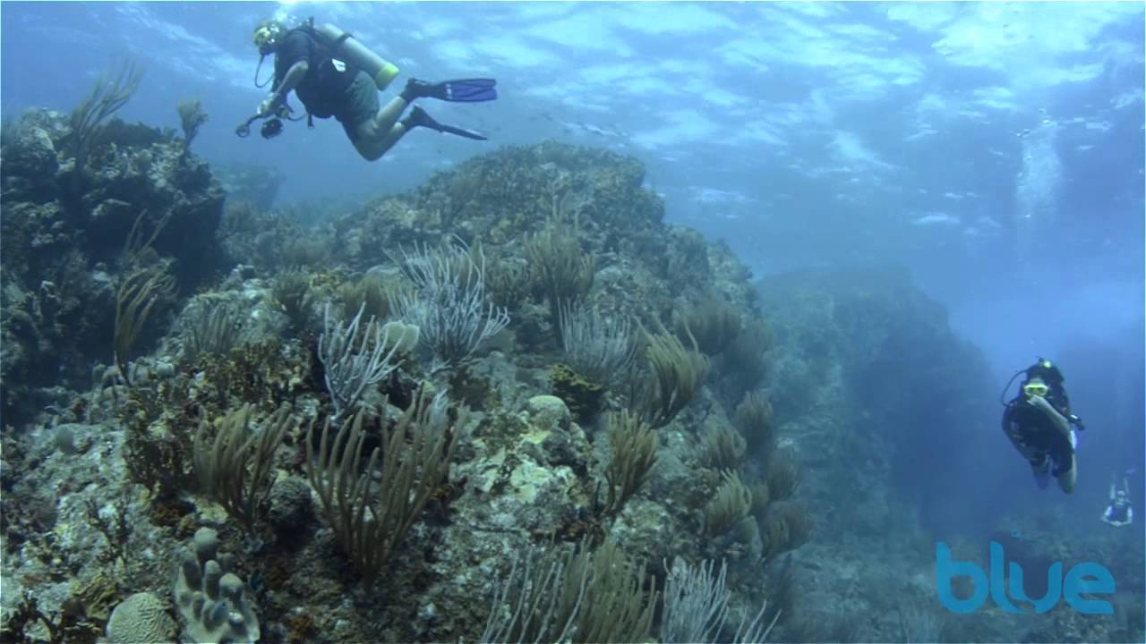 Diving the British Virgin Islands YouTube