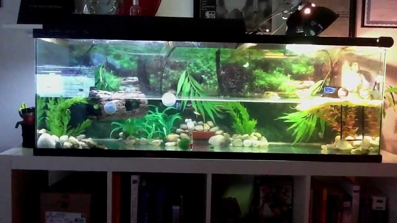 Red eared slider and fish tank YouTube