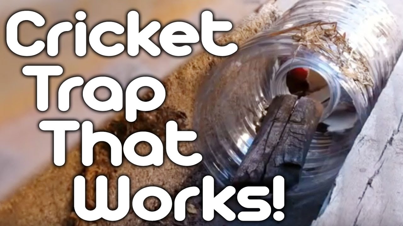 Cricket trap that works! YouTube