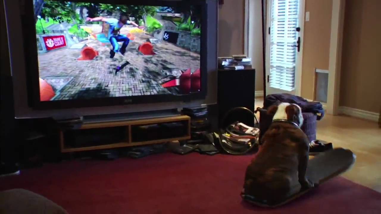 Skateboarding dog plays video game YouTube
