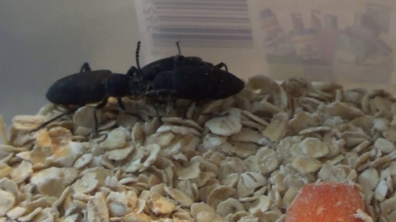 How to Breed Superworms YouTube