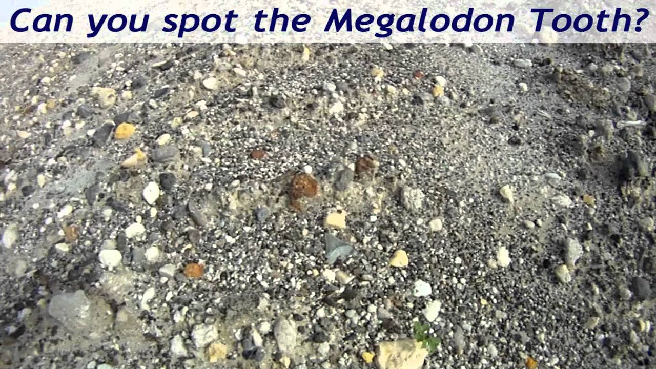 Fossil Hunting at Mosaic Phosphate Mine with Southwest Florida Fossil