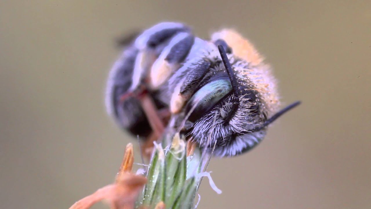 Sleeping bee YouTube