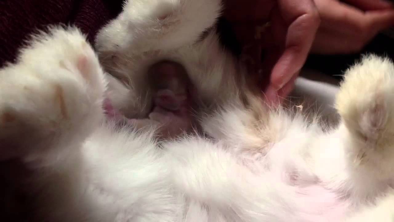 Helping baby rabbits nurse Cute dayold Holland Lops YouTube