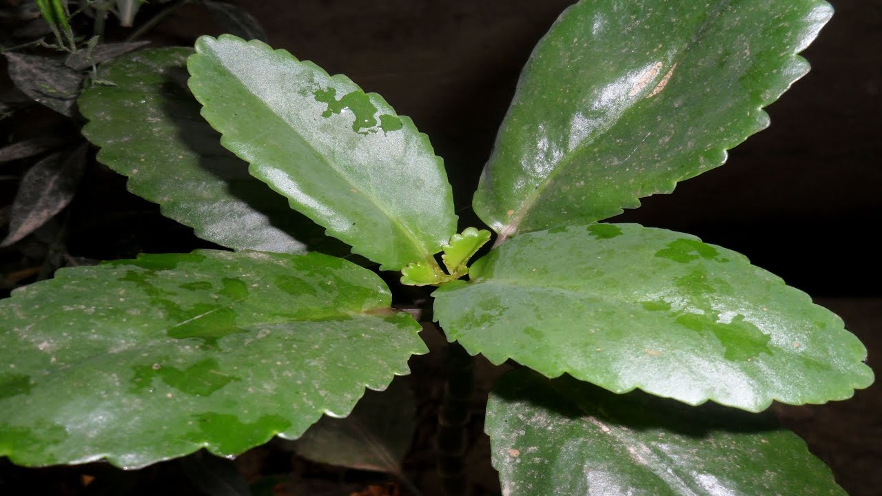 Leaf of life/Miracle leaf get rid of kidney stones naturally YouTube