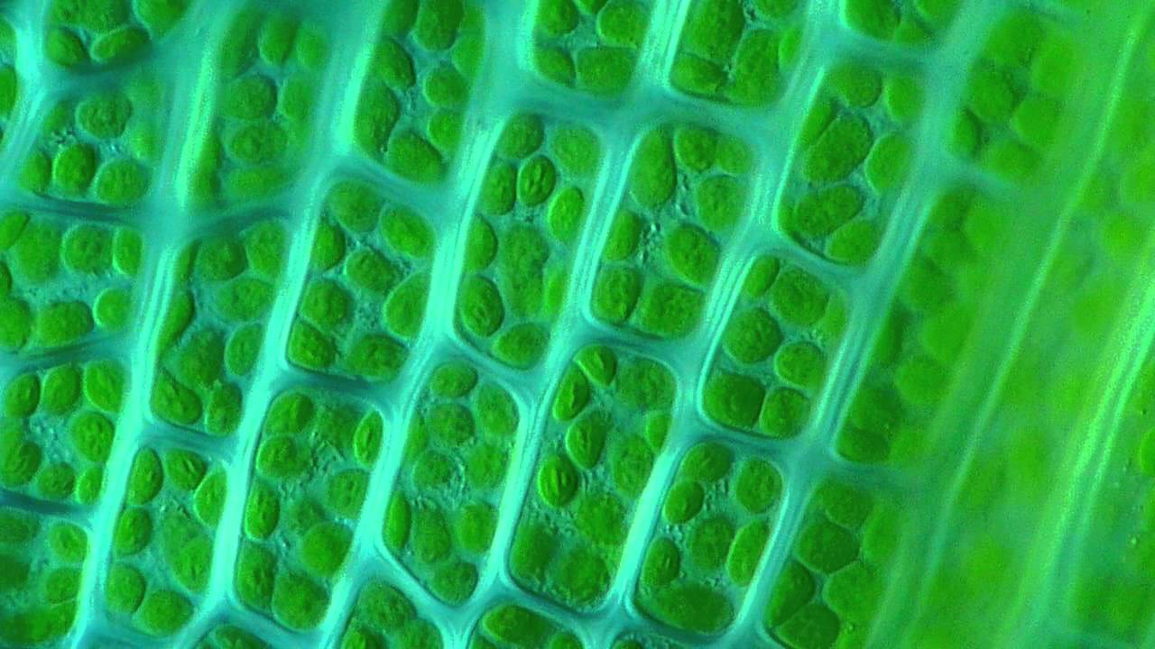 Moss leaf chloroplasts under microscope 1000x Ceratodon purpureus