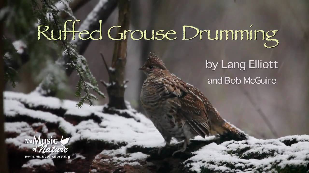 Ruffed Grouse Drumming YouTube