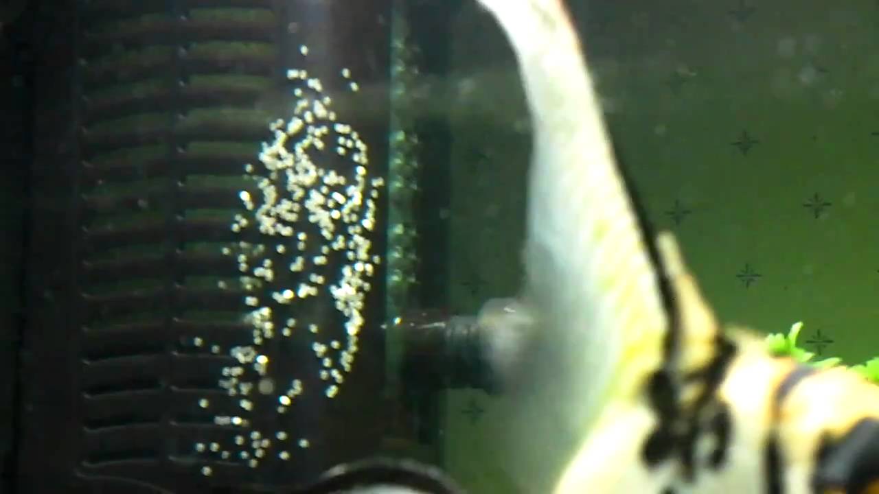 Angelfish pair tending brood of eggs. YouTube